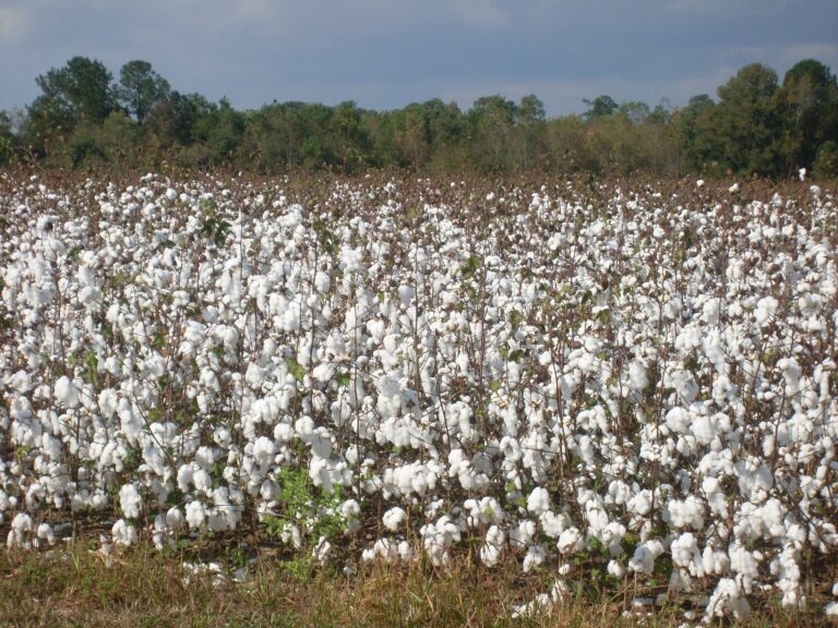 cotton_field_plant_harvest