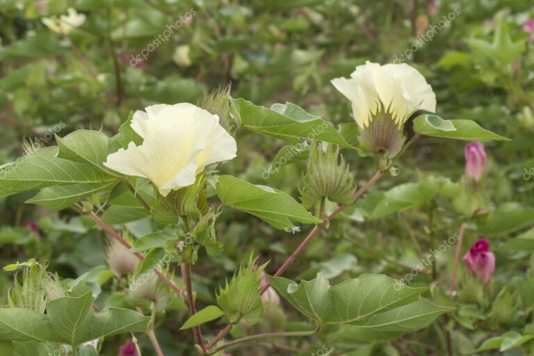 depositphotos_80548610-stock-photo-cotton-flower-cotton-plant-cotton