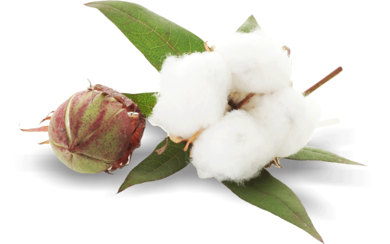 purepng.com-cotton-plantcotton-plantcotton-ballsfluffy-staple-fiberfiber-1411526981979o0u3s